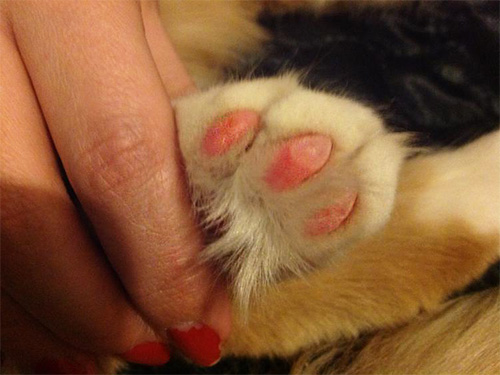 If the bite of a wasp fell on a cat's paw, then a swelling or blister may appear in this place.
