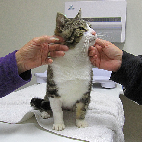 If there are obvious complications after an insect bite, it is advisable to take the cat to the veterinarian as soon as possible.