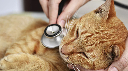Medicines for the treatment of cats should be selected by a doctor, it is not necessary here to exercise excessive autonomy.