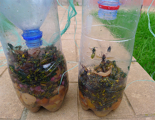 We are learning to make a simple but very effective trap for wasps with your own hands from an ordinary plastic bottle.