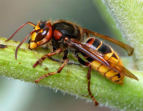 But hornets are very large and strong insects, so not every sticky tape from flies is able to keep them