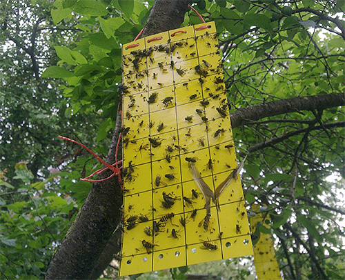 The photo shows an example of a glue trap.