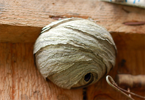 In some cases, the best way to control the wasps on the site will be the direct destruction of their nest.