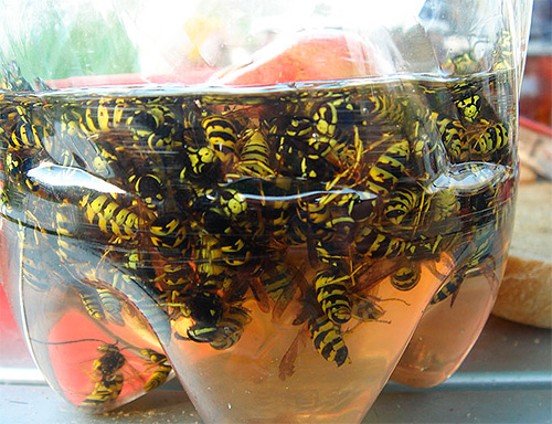 Practice shows that a homemade wasp trap made from a bottle works no worse than commercially available counterparts.