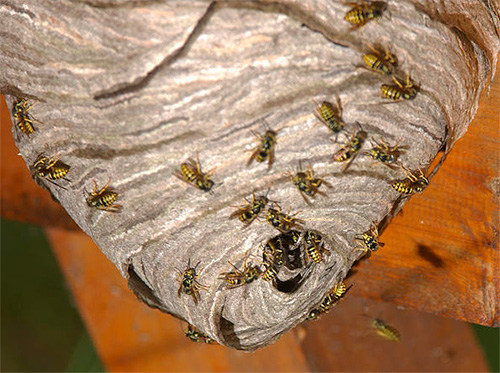 Another example of a wasp nest.