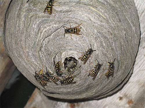 Sometimes it is easier and faster to simply destroy the wasp nest than to catch single individuals.