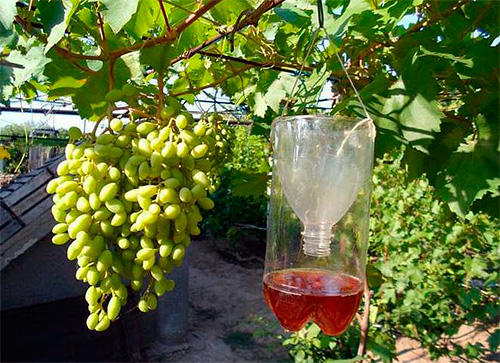 Such traps from wasps are conveniently hung in the branches of a tree or a vineyard.