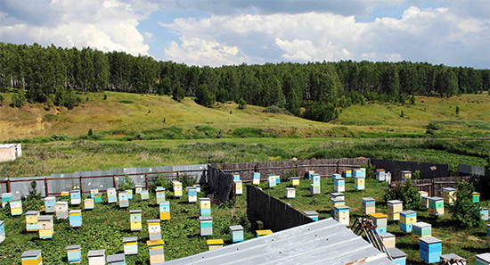 If the site is large and there are a lot of wasps on it, then you will need to prepare several traps at once, placing them evenly over the territory.