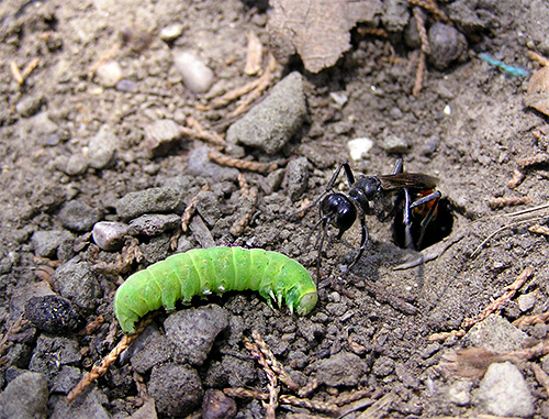 Photo of a road wasp attacking a caterpillar