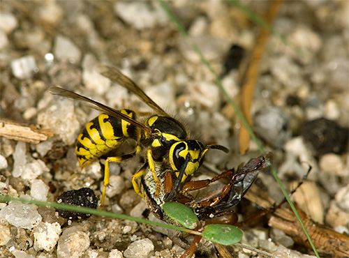 As a rule, the wasp does not use its sting when attacking other insects, but applies it only for self-defense.