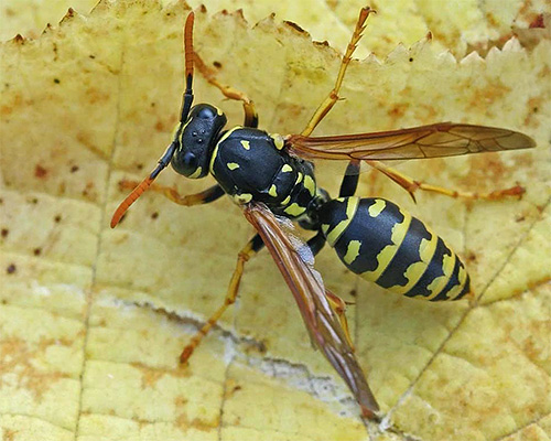 Paper wasp bites are not as painful as road bites, but can also be dangerous.