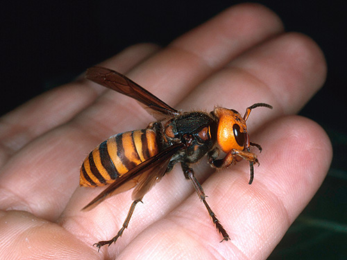 Japanese hornet (vespa mandarina japonica)