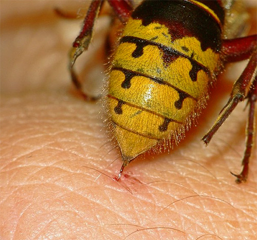 The photo shows a wasp at the time of the bite.