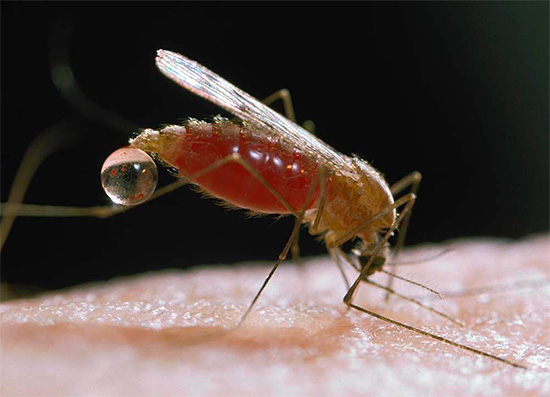 The photo shows a mosquito who drank blood