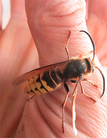 Do not underestimate the danger of hymenoptera bites, as they sometimes provoke really severe allergic reactions.