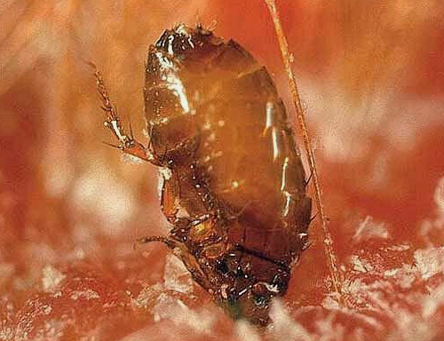 A flea at the moment of a bite literally immerses its head in the skin of its victim.
