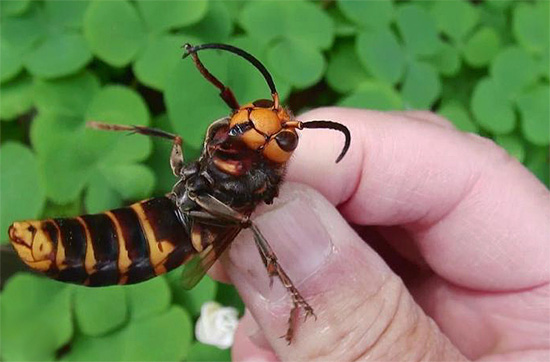 The photo shows the Japanese hornet