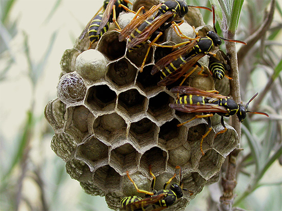When the wasps decide to build their nest in the house or just at the dacha, they often have to get rid of them - we'll talk about that later.