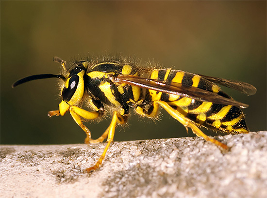 From wasps, as well as from many other insects, various insecticidal preparations are quite effective.
