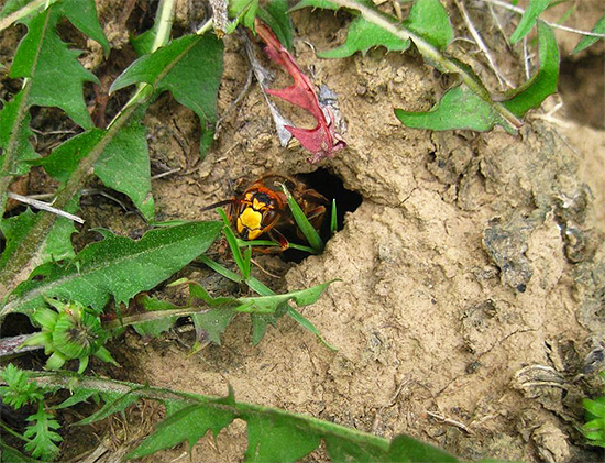 It is possible to get rid of wasps in the ground with the help of water - simply by flooding their dwelling.
