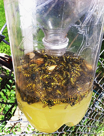 An example of a wasp trap made from a plastic bottle.