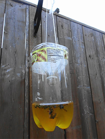 This wasp trap can be hung in any convenient place.