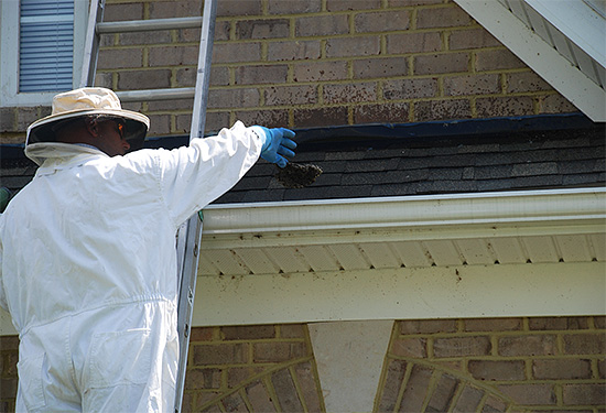 Specialists (pest control) will help you quickly get rid of the wasp nest.