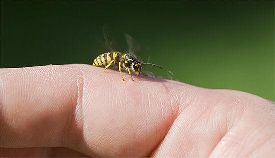 A single wasp sting is not the worst, as they sometimes attack with a whole swarm.