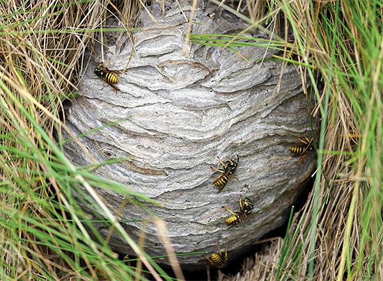 Sometimes the wasps nest can be found right in the grass.