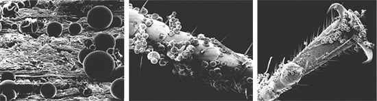 A gyógyszer mikrokapszulái könnyen ragaszkodnak a bogarak, csótányok és más rovarok kitartó borítójához.