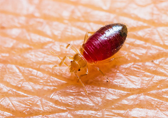 Bed bug bug larva dricker blod
