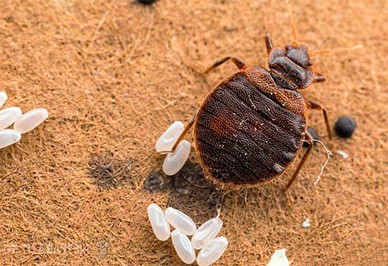 Xsulat غير فعالة ضد البيض bedbug