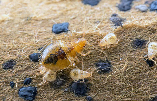 Po určité době se malé larvy vylíhnou z přeživších vajec, které pravděpodobně zemřou, pokud přijdou do styku s ošetřenými povrchy.