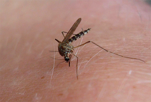 After a mosquito bite, the main task of the ointment is to relieve swelling and itching on the affected skin.