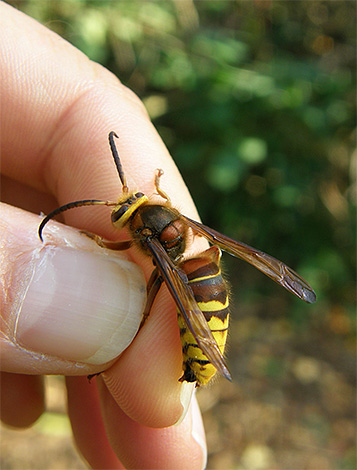 The photo shows the common hornet, its poison often leads to severe allergies.