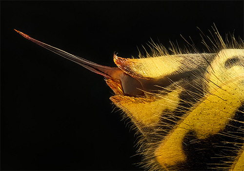 The photo shows the sting of a hornet - it is smooth (and the bee is notched at the end)