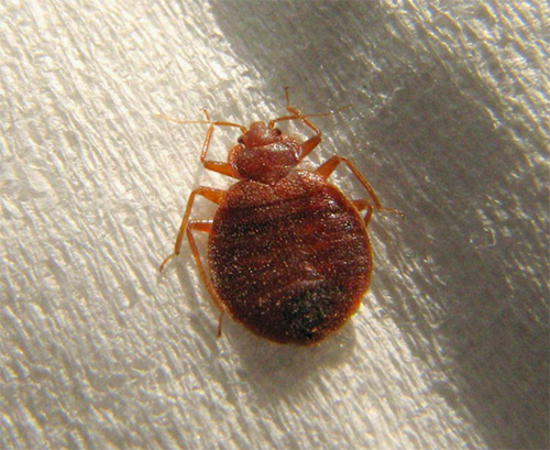 The photo shows a bed bug.