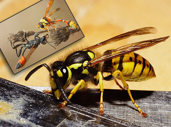 There are a lot of amazing and interesting moments in the life of wasps, some of which we will consider further ...