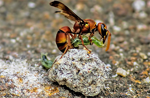 The anatomical features of the wasps allow them to enter into a fight and defeat even those insects that are larger than them.