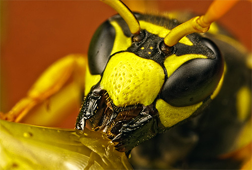 It looks like a wasp head at high magnification
