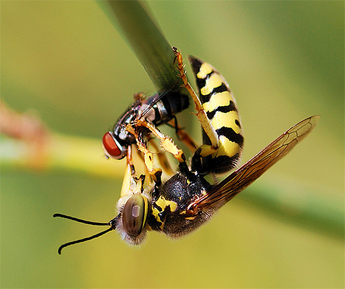 When hunting for insects, wasps practically do not use the sting, but they manage with powerful jaws.