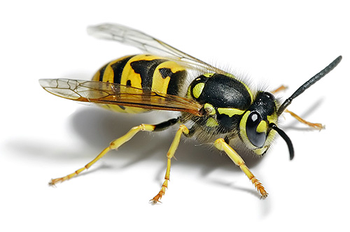 The German wasp is widespread in Europe.