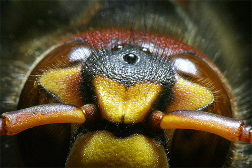 An interesting feature of the wasps is that they have three extra small eyes on their heads.