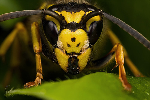 This photo shows the main and additional eyes on the head of the insect.