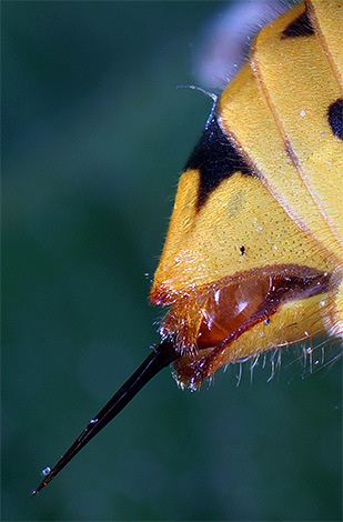 The sting shown in the photo is, in essence, an egg-laying modified during the evolution.