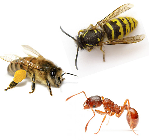 Presented in the picture wasp, bee and ant are descendants of ancient wasps.