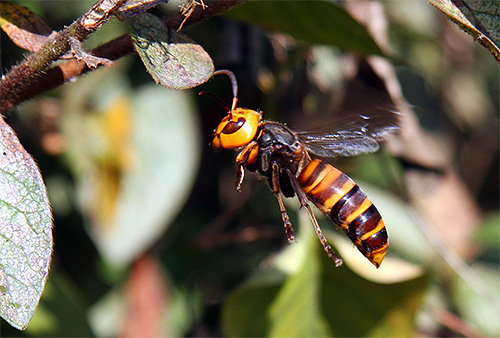 The bites of huge Japanese hornets can be very dangerous for humans.