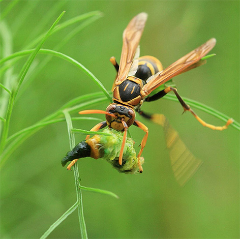 For feeding larvae, adults of wasps need to obtain protein foods.