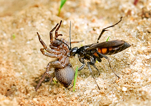 Some species of wasps prey on spiders.