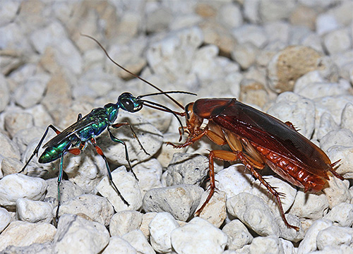 The emerald cockroach wasp strikes the brain of its victim, after which it lays eggs in it.